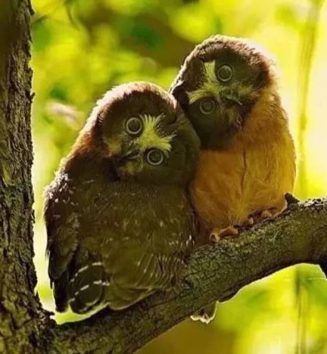 比起成年人的爱情虚无缥缈,只为交配坦荡多了 | 说的就是动物