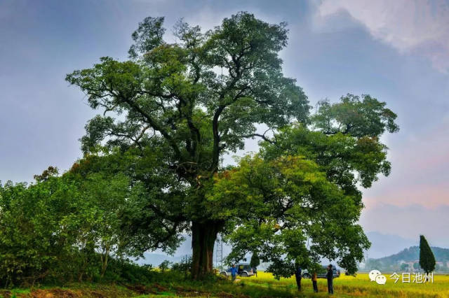 美图欣赏:池州的古树名木有多美?众多摄影大咖拍给你看