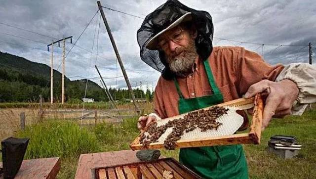为什么养蜂人能健康长寿呢