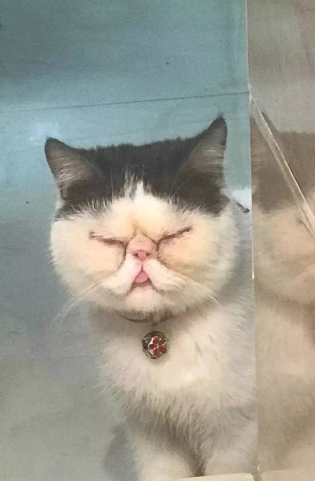 网友晒丑猫照,撞脸魏璎珞,这是延禧攻略来客串吗?哈哈哈哈