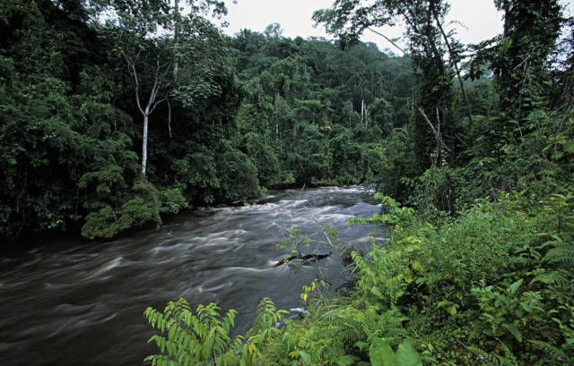 【纪录片】刚果盆地——非洲的黑色心脏