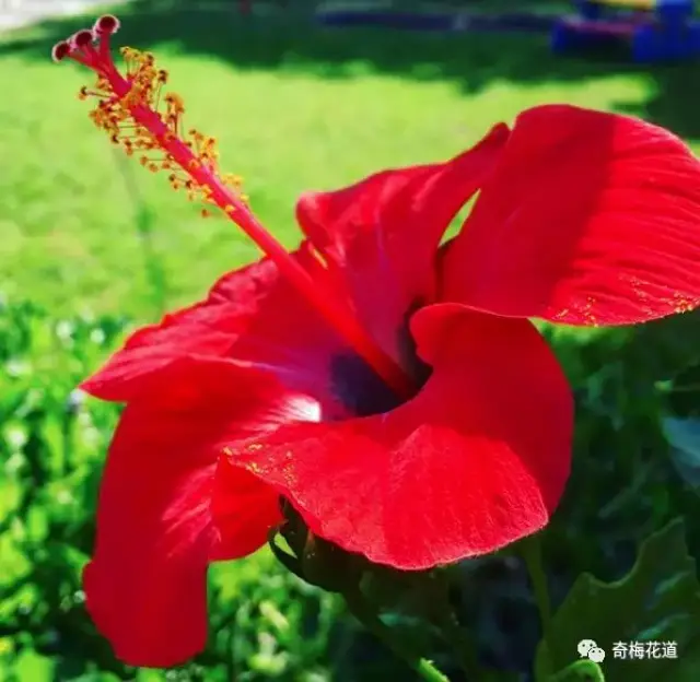 十二位花神,十二种风格,十二种人生