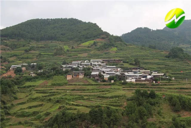 近年来,兰坪县啦井镇桃树村突出发展具有本地农业特色的"桃花蒜"品种