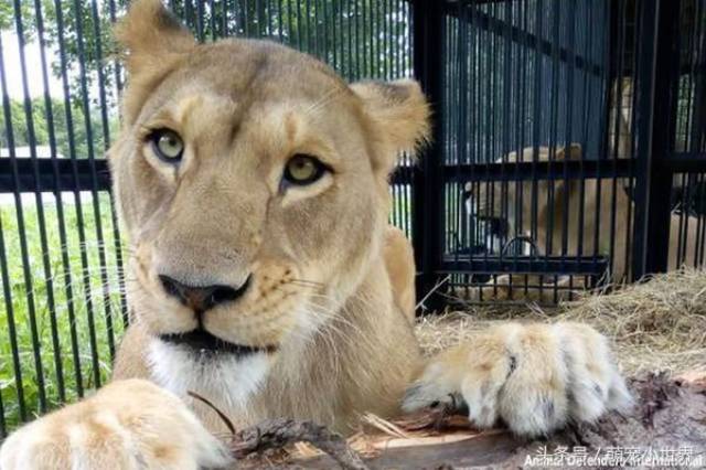 马戏团狮子被除去指甲,留下永远的残缺.