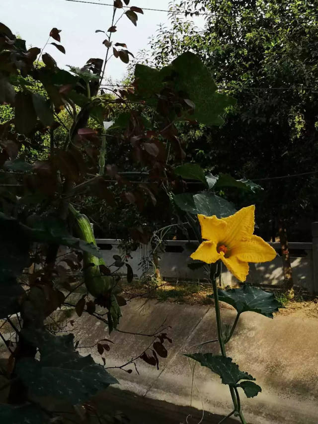 涛声依旧:《无果花》&《暴雨过后》