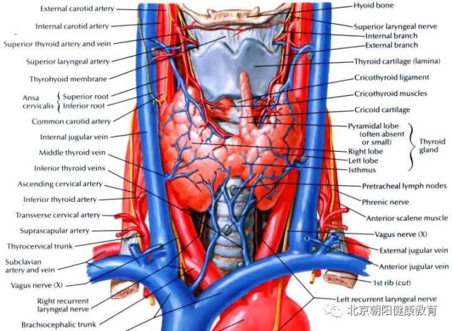 甲状腺解剖 左右侧叶,峡部,锥状叶
