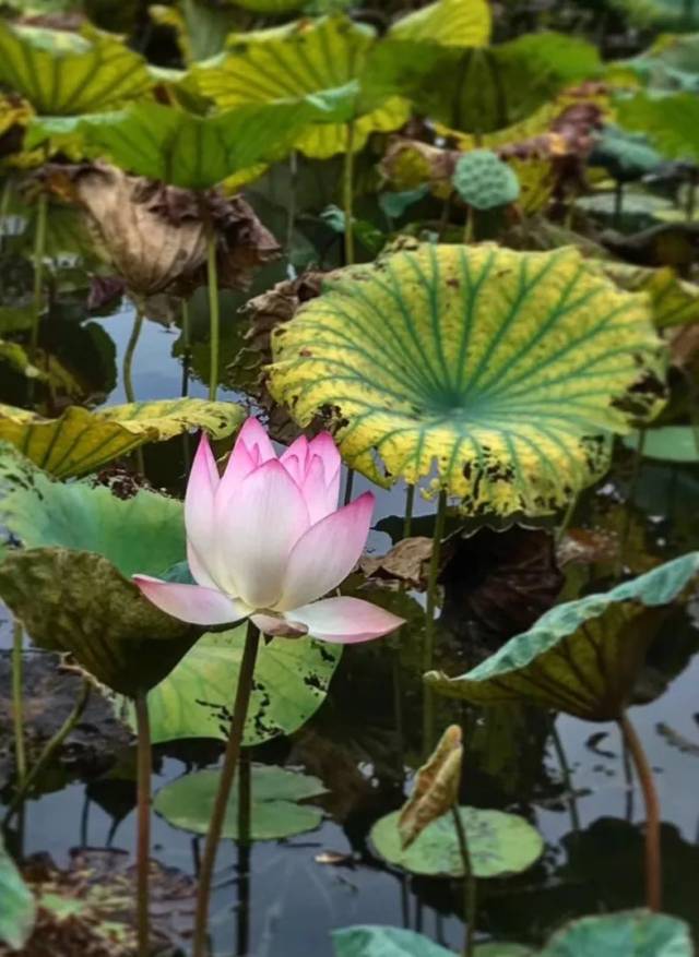 八月| 夏之绚烂的结束, 秋之丰盈的开始-旅游频道-手机搜狐