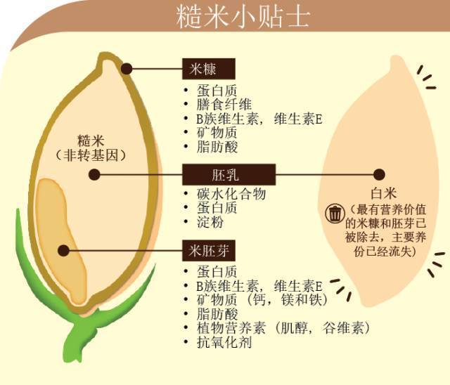 教你如何煮出一碗好吃的糙米飯 減重時最好的主食 Tony 黑白畫 第五次元光與愛讀書會 隨意窩