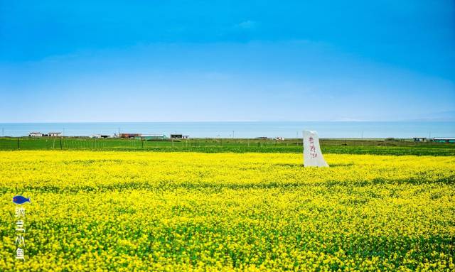 青海湖的油菜花从每年六月一直开到十月 为何花期如此长?