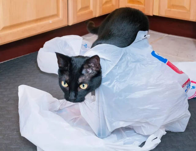 我的猫喜欢舔塑料袋,我是不是养了个假猫?