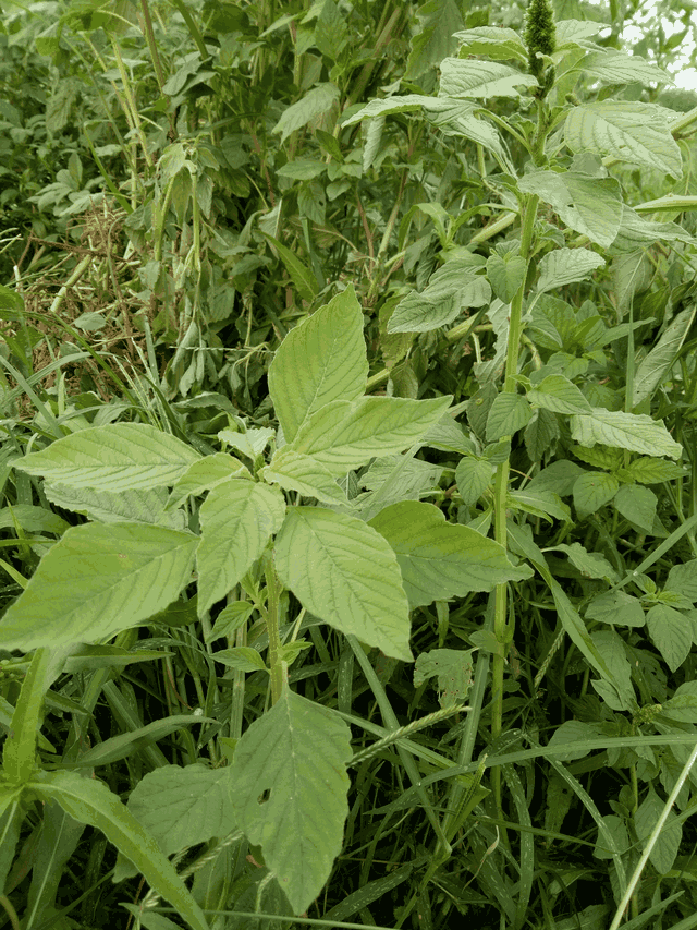 農村常見的野草,其實是可以吃的美味,看看吃過沒有