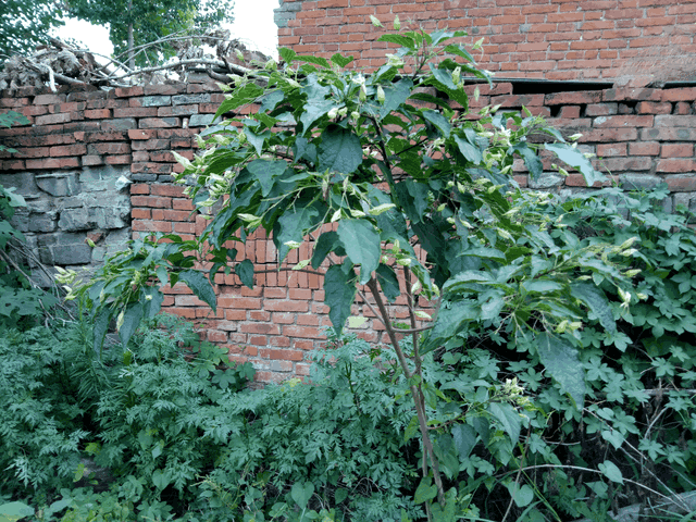 香芝麻叶树图片图片