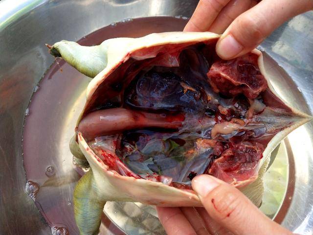 甲鱼的详细处理方法,第一次就可轻松驾驭,营养完全不会流失