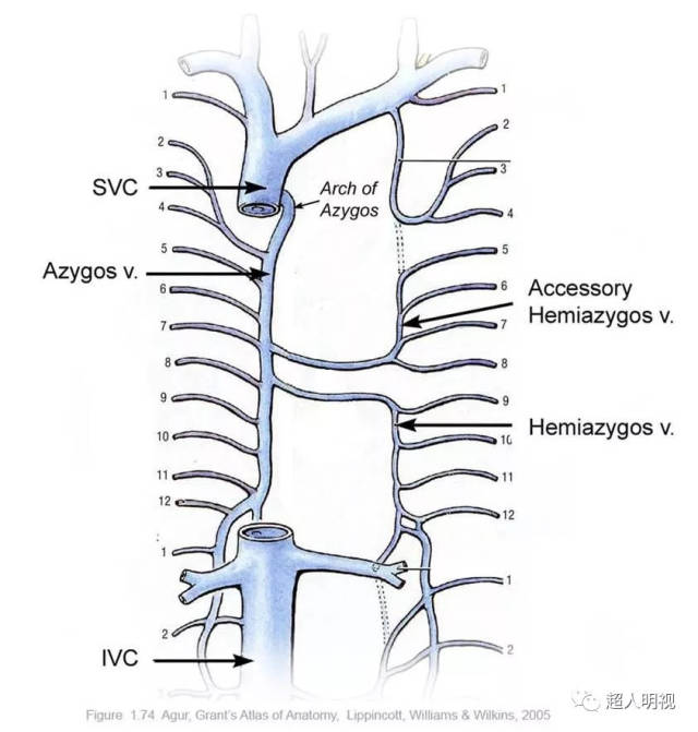 胸中段位于奇静脉弓图片