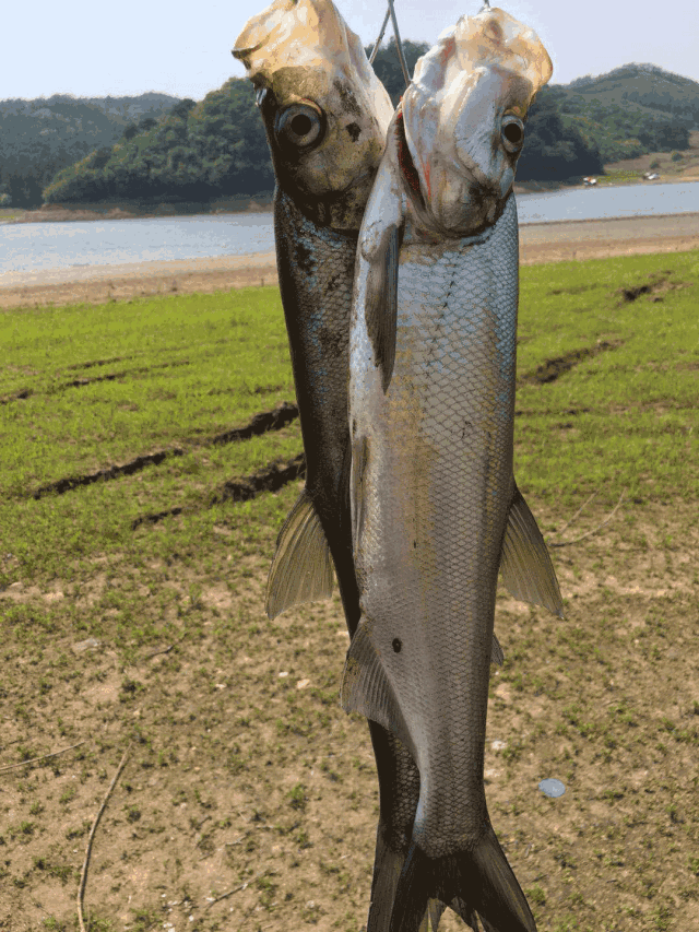这么大的翘嘴你服不服?(连载)