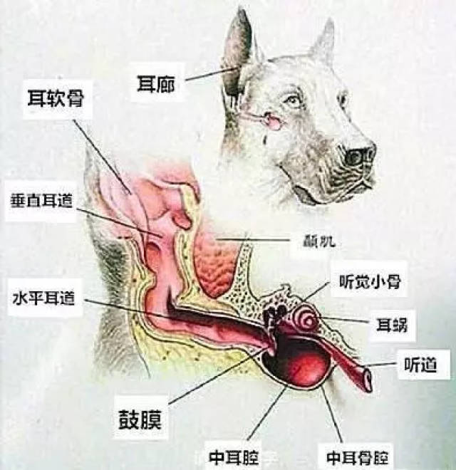 关于狗狗耳朵的冷门知识和相关疾病,学问还挺多!