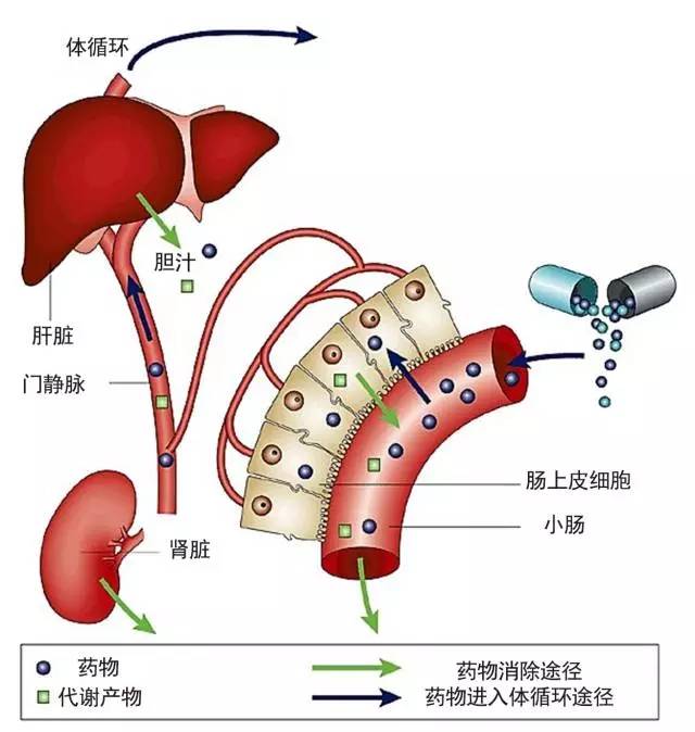 口服药物吸收详细过程图片