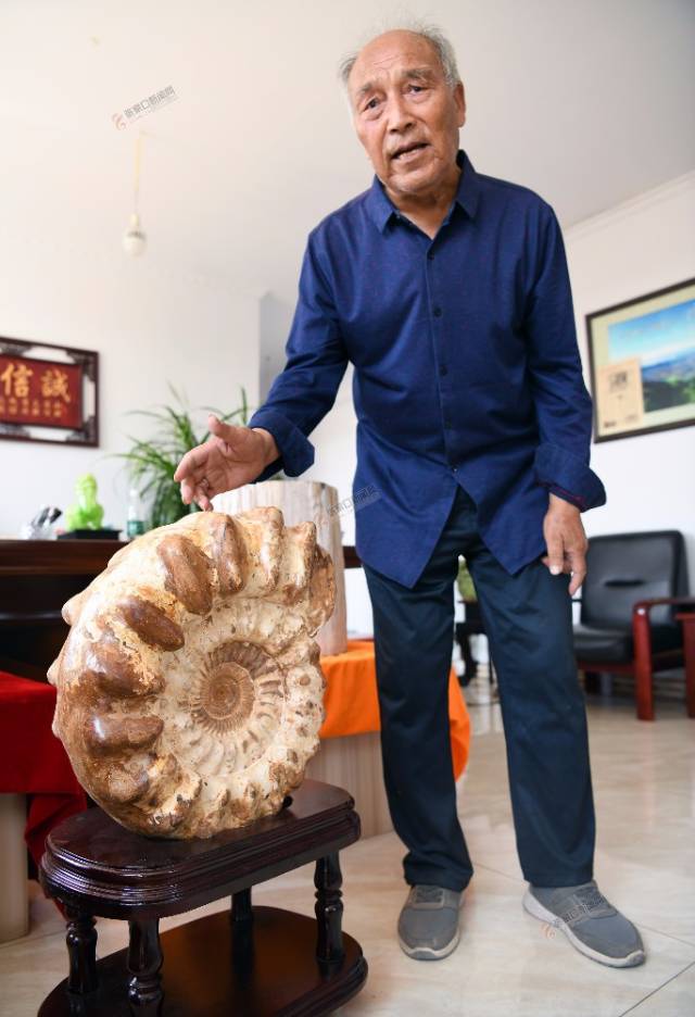 张万山向记者介绍他新收藏的巴普洛夫菊石.