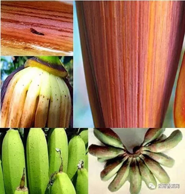 给你"蓟马"防治药剂,种植香蕉不再受困扰