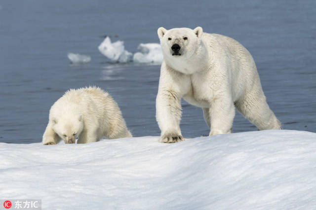 2018年8月23日报道,野生动物摄影师florian ledoux使用无人机在加拿大