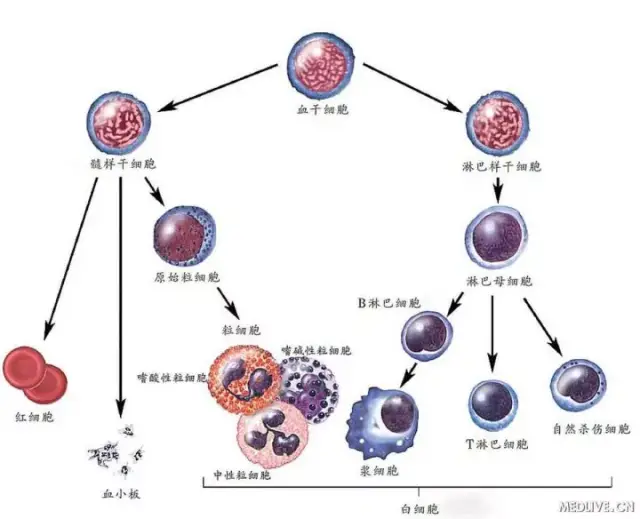 中性粒细胞结构图图片