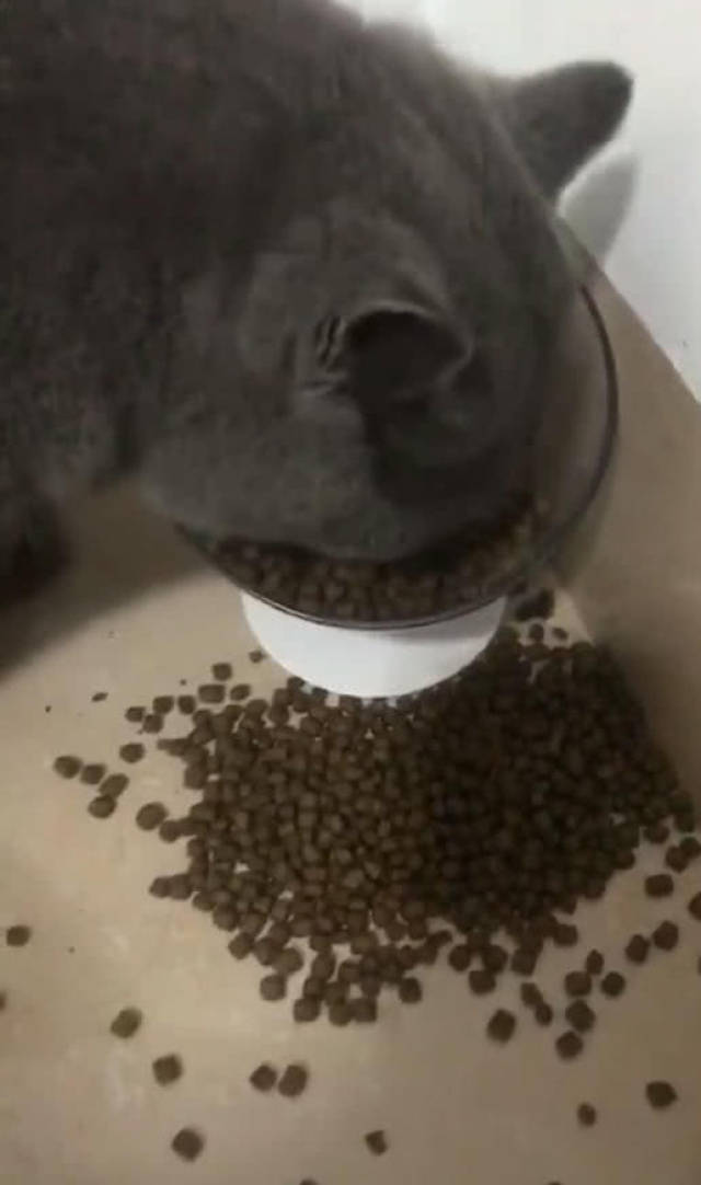 猫饿了一天,主人倒满猫粮后,接着这幕令网友笑喷,喵:饿死了!