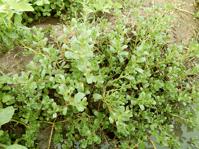 常见野草可食用图片