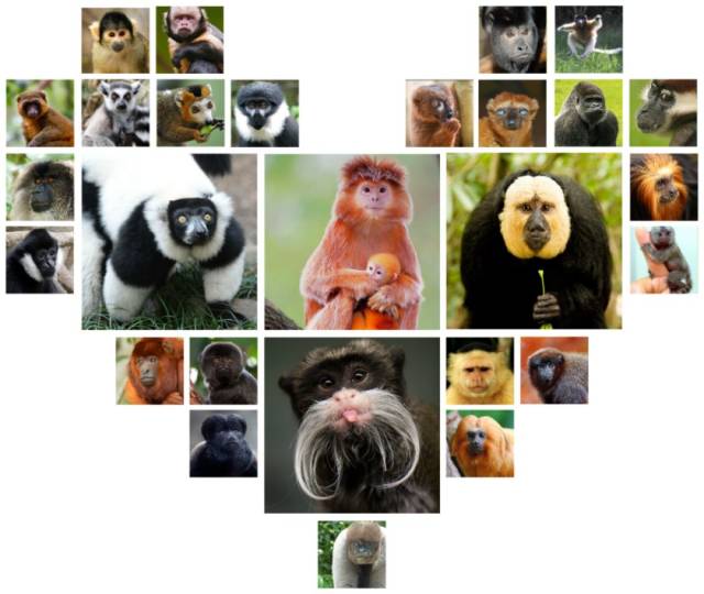 去全球唯一的开放型灵长类动物园散步才是正经事