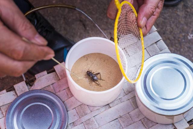 七旬老人给蛐蛐"相面" 每天"鉴宝"数千只