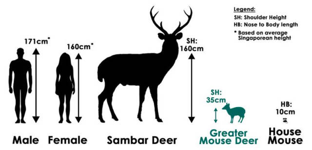 驼鹿和人体型对比图片