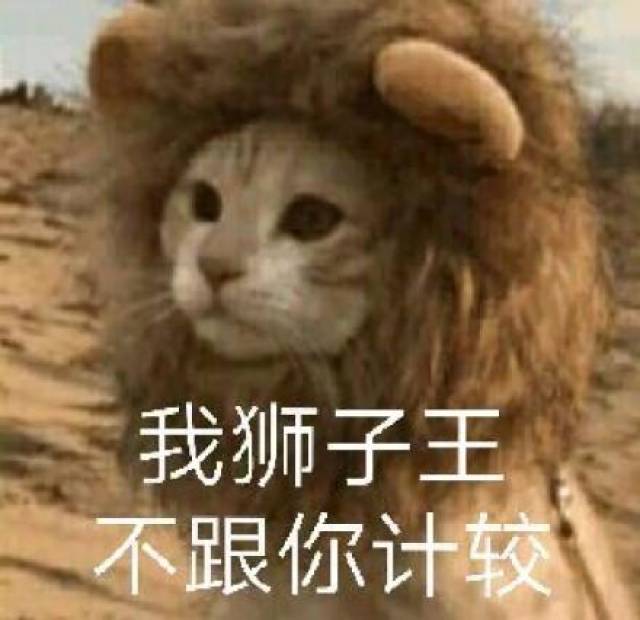 猫咪表情包:快让我看看怎么年纪轻轻就傻