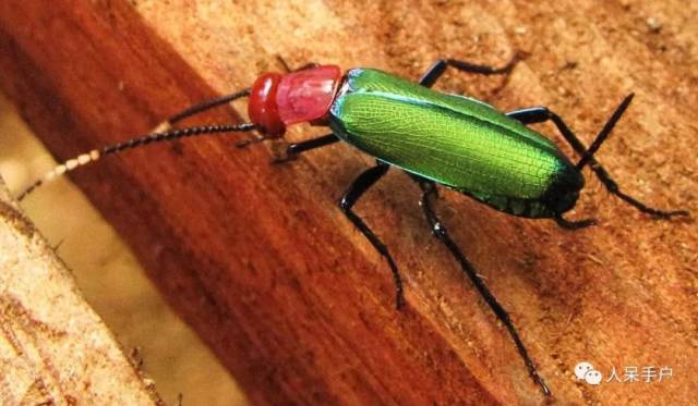 拟态蚱蜢的山跳蠊 是不是能以假乱真