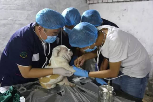 青海流浪犬绝育公益活动,听张拥军医生谈手术方案