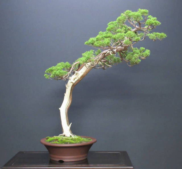 自然赋予凄美强韧的生命力,却有诗情画意的文人真柏盆景