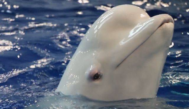 儋州海花岛有6头天使般的白鲸想调戏你,谁敢来,哈哈!