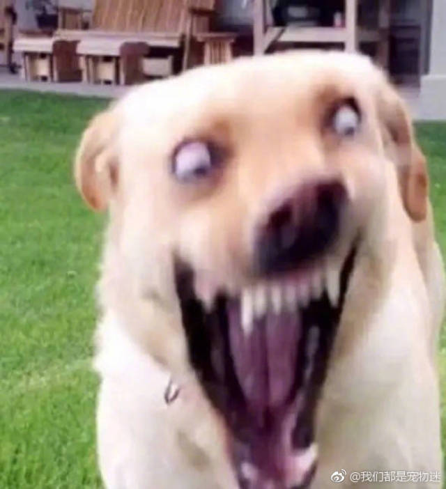 一组傻狗表情包,拿去!