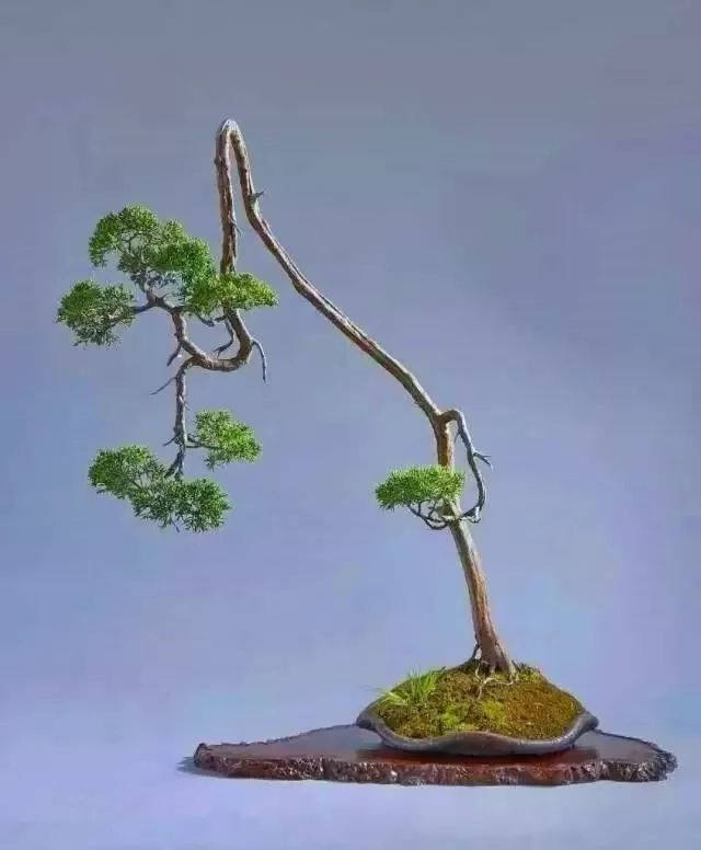 自然赋予凄美强韧的生命力,却有诗情画意的文人真柏盆景