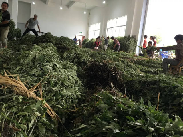 艾草种植全流程指南：从选苗育苗到艾绒加工的完整产业链解析