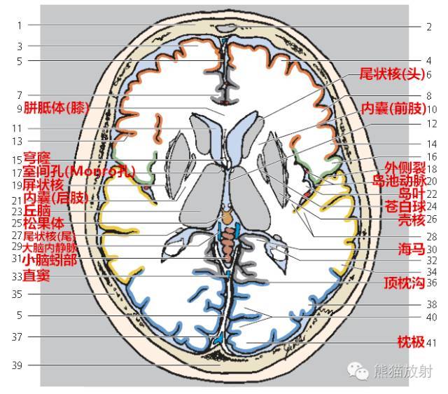 【解剖入门】颅脑ct断层(中英文对照)