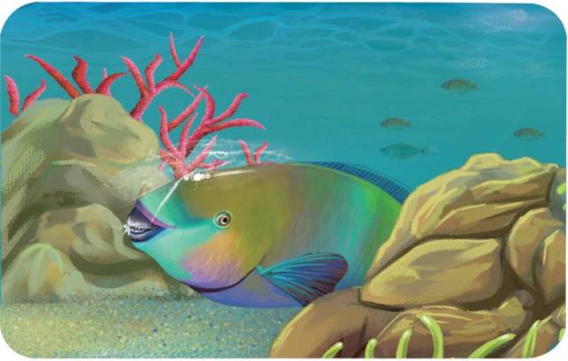 多彩海鱼|海底裁缝——鹦鹉鱼