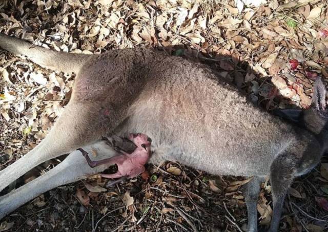 点赞| 澳洲姑娘走到路边,用力扒开一只死袋鼠的肚子!