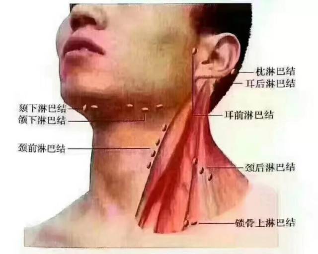 下巴淋巴结的位置图图片