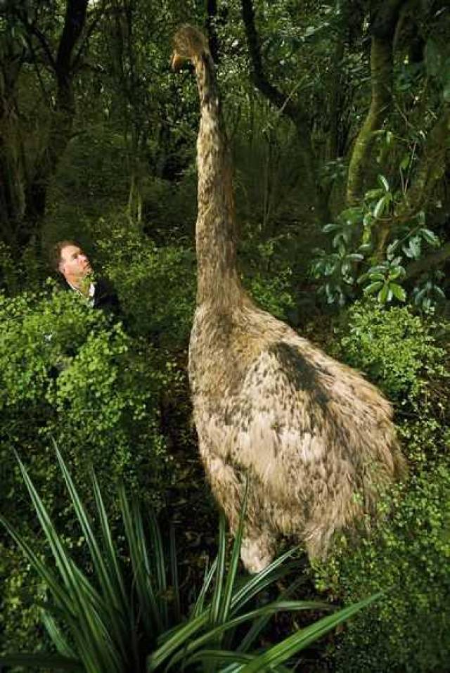 世界上最大的鸟类图片