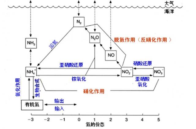 海洋氮循环图片