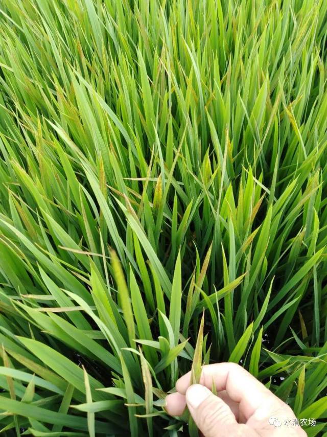 阜宁网友止水8月19日发微信:请问我的金粳818水稻叶片上有锈斑是怎么