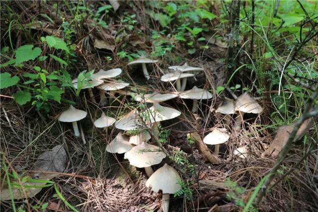 捡火把鸡枞是有讲究的来听听新平这些幸运儿捡鸡枞的经验所得
