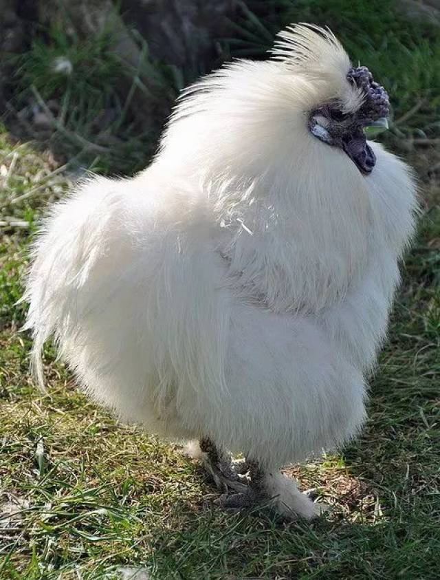 一身线团一样的白毛, 竟然叫乌鸡! 太对不起这一身漂亮的白色羽毛 !!