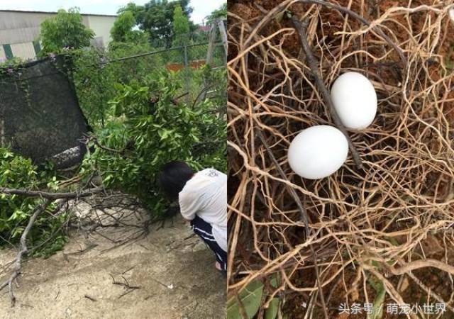 院子砍树捡到2颗鸟蛋爸爸崩溃:女儿把它孵出来了,要怎么养!