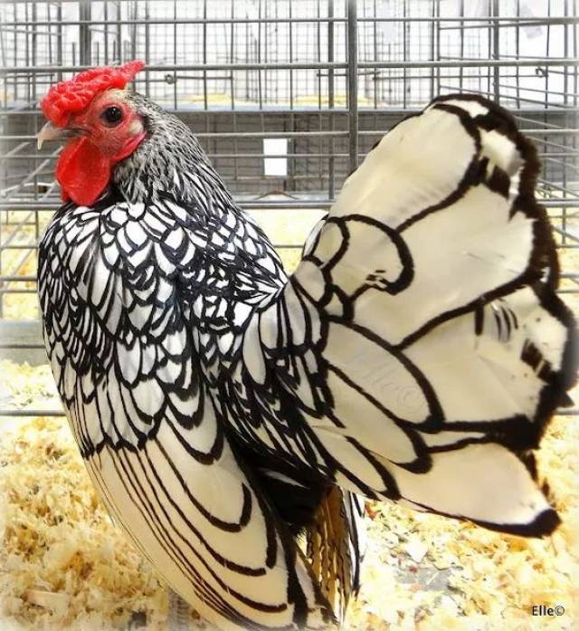 世界上最漂亮的鸡品种图片