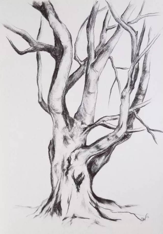 素描树简单一棵树